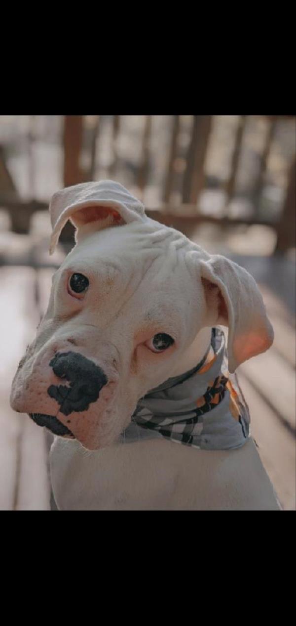 /Images/uploads/Warrick Parks Foundation/pippero-pup-park/entries/26624thumb.jpg